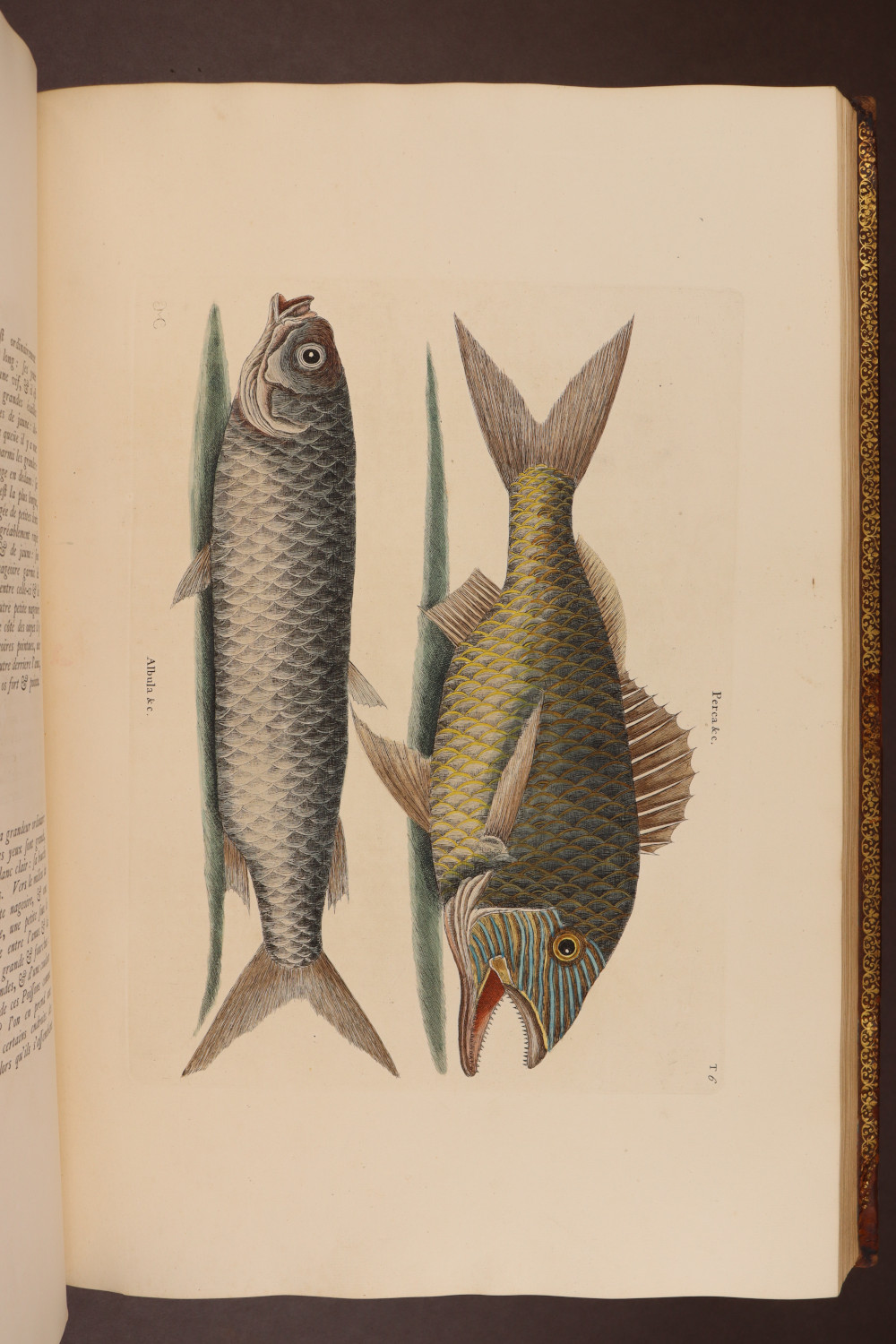 Plate 6